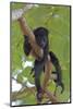 Young Black Howler Monkey (Alouatta Caraya) Looking Down from Tree, Costa Rica-Edwin Giesbers-Mounted Photographic Print