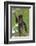 Young Black Howler Monkey (Alouatta Caraya) Looking Down from Tree, Costa Rica-Edwin Giesbers-Framed Photographic Print