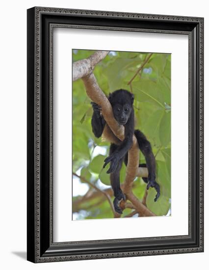 Young Black Howler Monkey (Alouatta Caraya) Looking Down from Tree, Costa Rica-Edwin Giesbers-Framed Photographic Print