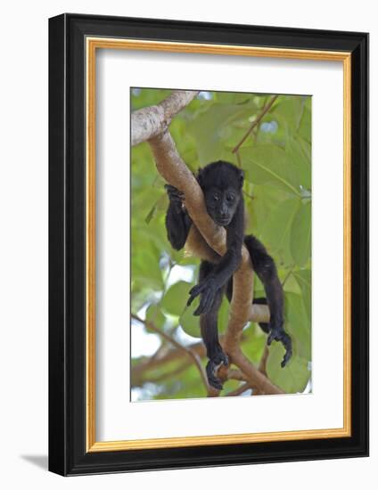 Young Black Howler Monkey (Alouatta Caraya) Looking Down from Tree, Costa Rica-Edwin Giesbers-Framed Photographic Print