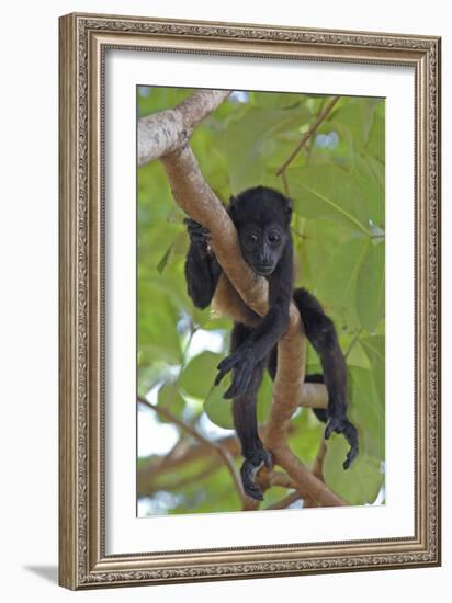 Young Black Howler Monkey (Alouatta Caraya) Looking Down from Tree, Costa Rica-Edwin Giesbers-Framed Photographic Print