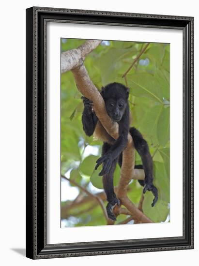 Young Black Howler Monkey (Alouatta Caraya) Looking Down from Tree, Costa Rica-Edwin Giesbers-Framed Photographic Print