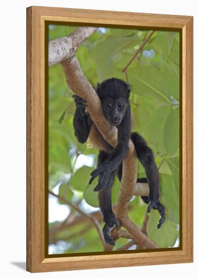 Young Black Howler Monkey (Alouatta Caraya) Looking Down from Tree, Costa Rica-Edwin Giesbers-Framed Premier Image Canvas