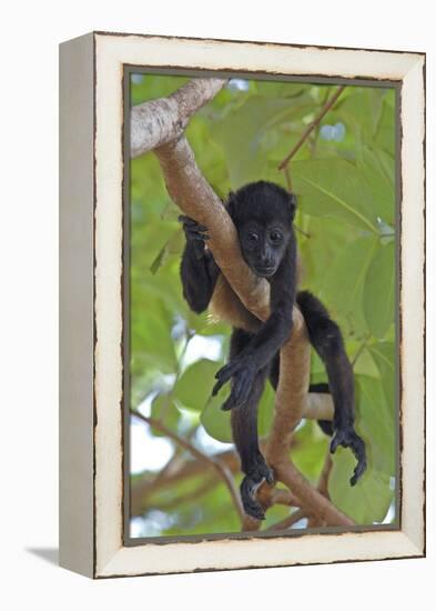 Young Black Howler Monkey (Alouatta Caraya) Looking Down from Tree, Costa Rica-Edwin Giesbers-Framed Premier Image Canvas