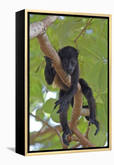 Young Black Howler Monkey (Alouatta Caraya) Looking Down from Tree, Costa Rica-Edwin Giesbers-Framed Premier Image Canvas