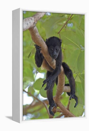 Young Black Howler Monkey (Alouatta Caraya) Looking Down from Tree, Costa Rica-Edwin Giesbers-Framed Premier Image Canvas