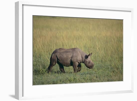 Young Black Rhinoceros-DLILLC-Framed Photographic Print