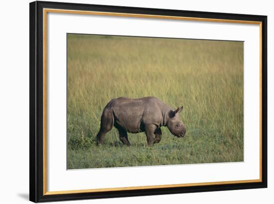 Young Black Rhinoceros-DLILLC-Framed Photographic Print