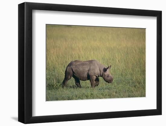 Young Black Rhinoceros-DLILLC-Framed Photographic Print