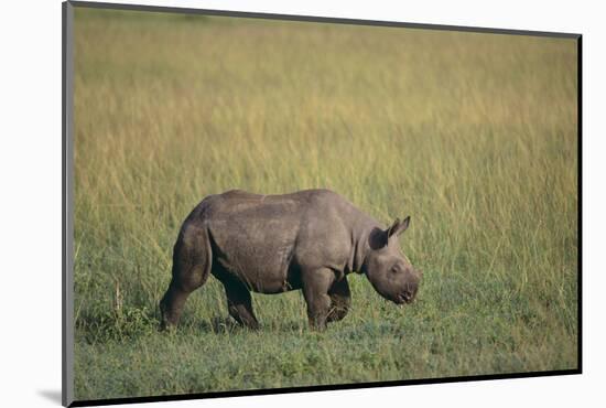 Young Black Rhinoceros-DLILLC-Mounted Photographic Print