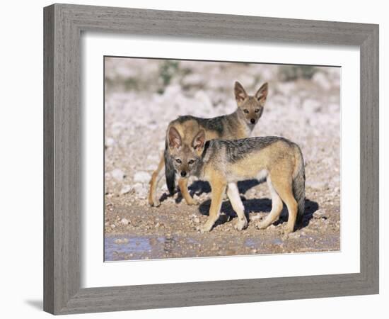 Young Blackbacked Jackals (Canis Mesomelas), Etosha National Park, Namibia, Africa-Steve & Ann Toon-Framed Photographic Print