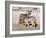 Young Blackbacked Jackals (Canis Mesomelas), Etosha National Park, Namibia, Africa-Steve & Ann Toon-Framed Photographic Print