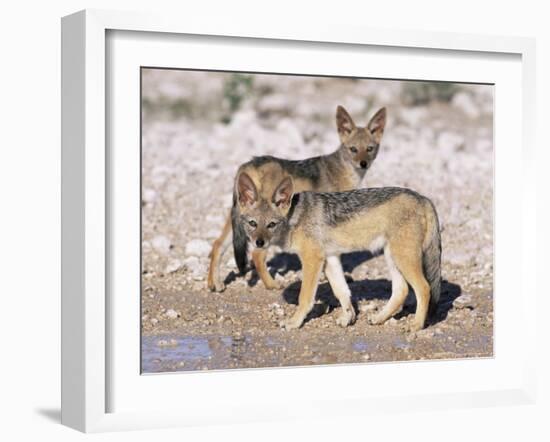 Young Blackbacked Jackals (Canis Mesomelas), Etosha National Park, Namibia, Africa-Steve & Ann Toon-Framed Photographic Print