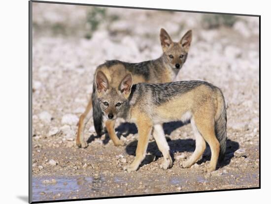 Young Blackbacked Jackals (Canis Mesomelas), Etosha National Park, Namibia, Africa-Steve & Ann Toon-Mounted Photographic Print