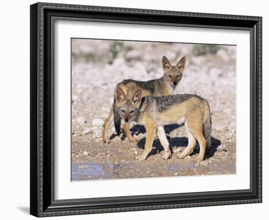 Young Blackbacked Jackals (Canis Mesomelas), Etosha National Park, Namibia, Africa-Steve & Ann Toon-Framed Photographic Print