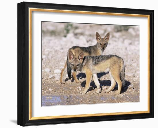 Young Blackbacked Jackals (Canis Mesomelas), Etosha National Park, Namibia, Africa-Steve & Ann Toon-Framed Photographic Print