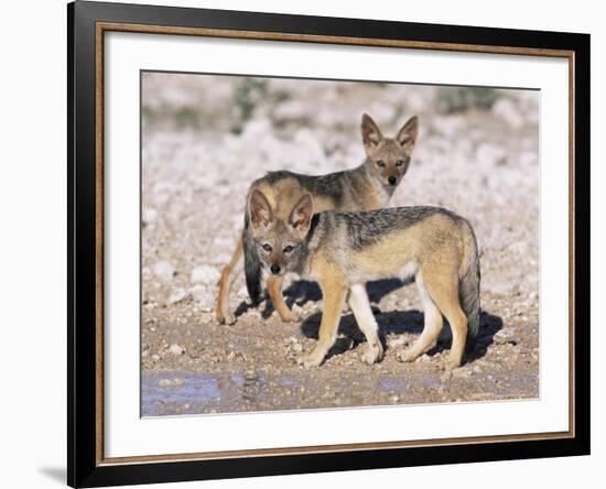 Young Blackbacked Jackals (Canis Mesomelas), Etosha National Park, Namibia, Africa-Steve & Ann Toon-Framed Photographic Print