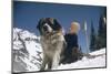 Young Blonde Boy on Skiis with St. Bernard Dog at Sun Valley Ski Resort, Idaho, April 22, 1947-George Silk-Mounted Photographic Print