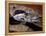 Young Boa Constrictor, Barro Colorado Island, Panama-Christian Ziegler-Framed Premier Image Canvas