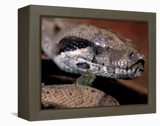 Young Boa Constrictor, Barro Colorado Island, Panama-Christian Ziegler-Framed Premier Image Canvas