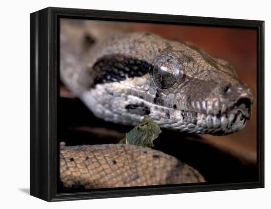 Young Boa Constrictor, Barro Colorado Island, Panama-Christian Ziegler-Framed Premier Image Canvas