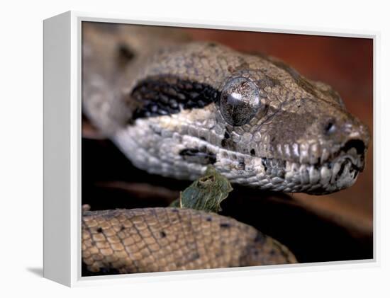 Young Boa Constrictor, Barro Colorado Island, Panama-Christian Ziegler-Framed Premier Image Canvas