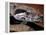 Young Boa Constrictor, Barro Colorado Island, Panama-Christian Ziegler-Framed Premier Image Canvas
