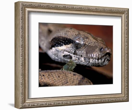 Young Boa Constrictor, Barro Colorado Island, Panama-Christian Ziegler-Framed Photographic Print