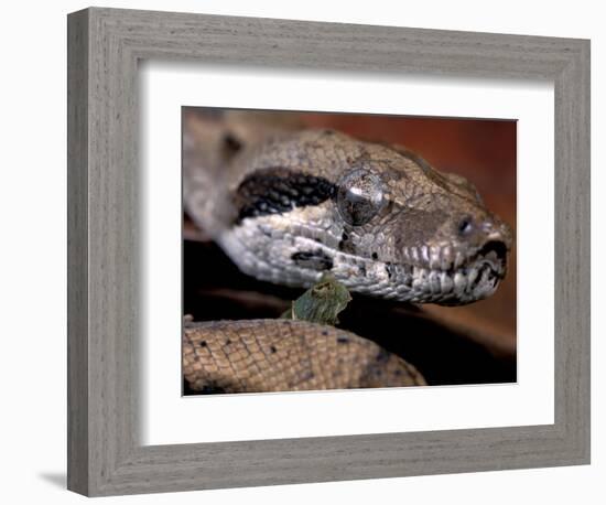 Young Boa Constrictor, Barro Colorado Island, Panama-Christian Ziegler-Framed Photographic Print