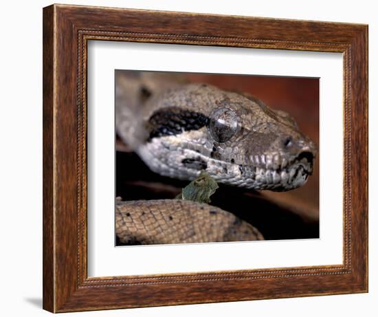 Young Boa Constrictor, Barro Colorado Island, Panama-Christian Ziegler-Framed Photographic Print