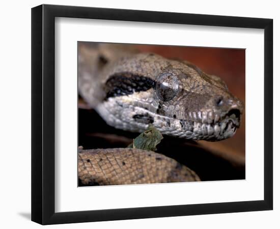 Young Boa Constrictor, Barro Colorado Island, Panama-Christian Ziegler-Framed Photographic Print