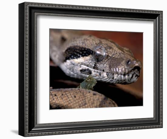 Young Boa Constrictor, Barro Colorado Island, Panama-Christian Ziegler-Framed Photographic Print