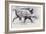 Young Boar, Bialowieza, Poland-Mark Adlington-Framed Giclee Print