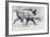 Young Boar, Bialowieza, Poland-Mark Adlington-Framed Giclee Print