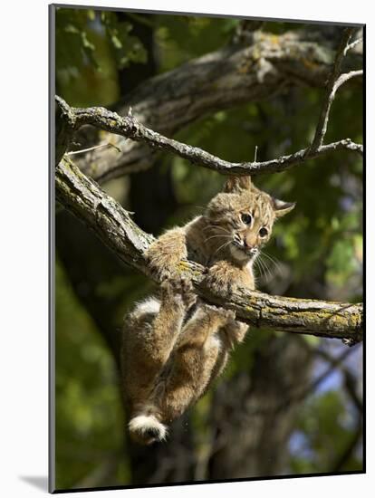 Young Bobcat Hanging onto a Branch, Minnesota Wildlife Connection, Sandstone, Minnesota, USA-James Hager-Mounted Photographic Print