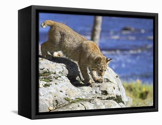 Young Bobcat (Lynx Rufus) in Captivity, Minnesota Wildlife Connection, Sandstone, Minnesota, USA-James Hager-Framed Premier Image Canvas