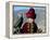 Young Boy Holding a Falcon, Golden Eagle Festival, Mongolia-Amos Nachoum-Framed Premier Image Canvas