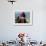 Young Boy Holding a Falcon, Golden Eagle Festival, Mongolia-Amos Nachoum-Framed Photographic Print displayed on a wall