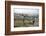 Young Boys Flying Kites in Durban, Africa 1960-Grey Villet-Framed Photographic Print