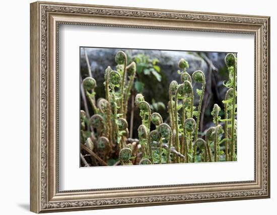 Young Bracken Shoots, Dartmoor National Park, Devon, England, United Kingdom, Europe-David Lomax-Framed Photographic Print