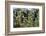 Young Bracken Shoots, Dartmoor National Park, Devon, England, United Kingdom, Europe-David Lomax-Framed Photographic Print