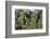 Young Bracken Shoots, Dartmoor National Park, Devon, England, United Kingdom, Europe-David Lomax-Framed Photographic Print