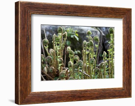 Young Bracken Shoots, Dartmoor National Park, Devon, England, United Kingdom, Europe-David Lomax-Framed Photographic Print