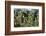 Young Bracken Shoots, Dartmoor National Park, Devon, England, United Kingdom, Europe-David Lomax-Framed Photographic Print