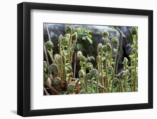 Young Bracken Shoots, Dartmoor National Park, Devon, England, United Kingdom, Europe-David Lomax-Framed Photographic Print