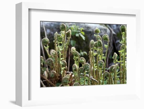 Young Bracken Shoots, Dartmoor National Park, Devon, England, United Kingdom, Europe-David Lomax-Framed Photographic Print