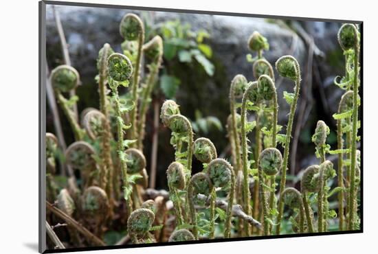 Young Bracken Shoots, Dartmoor National Park, Devon, England, United Kingdom, Europe-David Lomax-Mounted Photographic Print