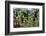 Young Bracken Shoots, Dartmoor National Park, Devon, England, United Kingdom, Europe-David Lomax-Framed Photographic Print