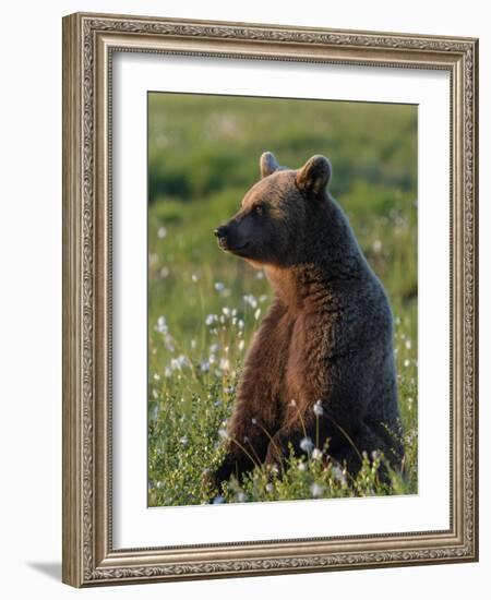 Young Brown bear sitting in meadow, Finland-Jussi Murtosaari-Framed Photographic Print