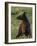 Young Brown bear sitting in meadow, Finland-Jussi Murtosaari-Framed Photographic Print